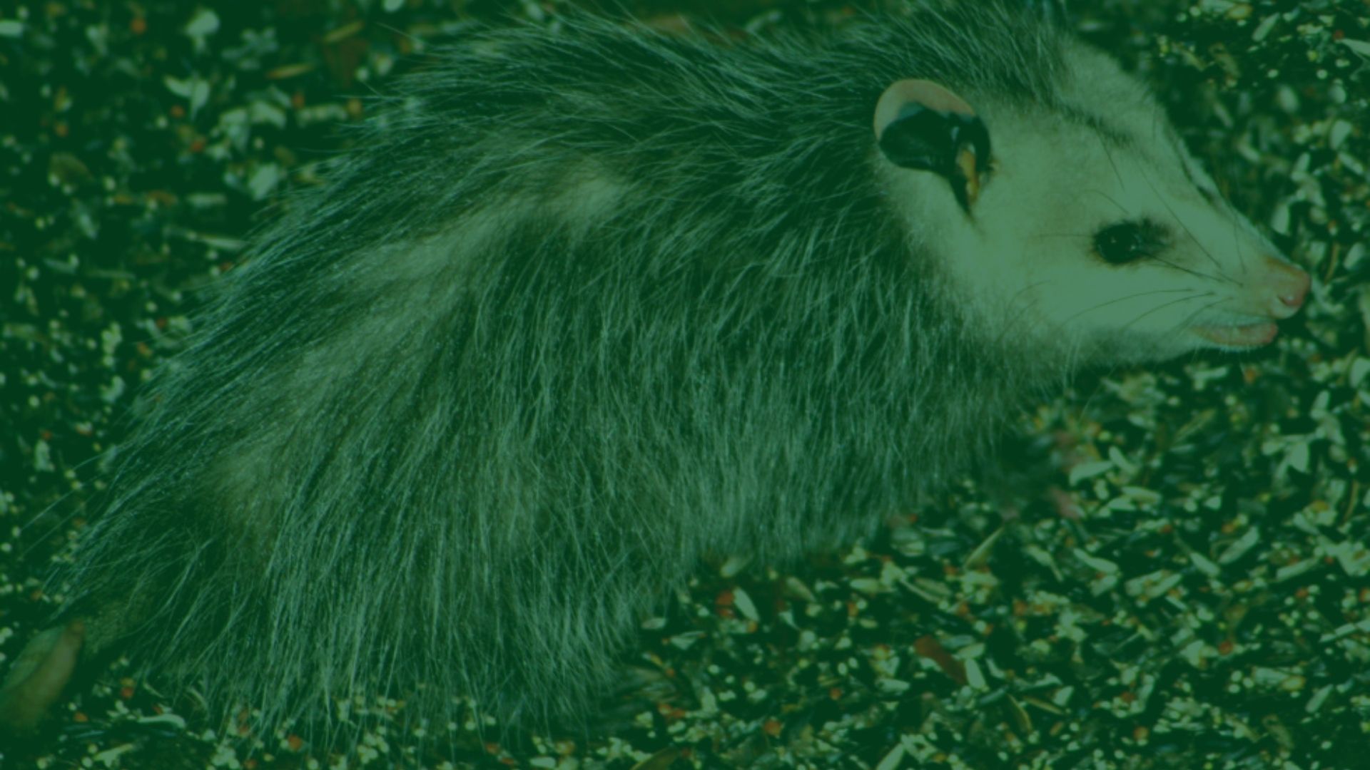 possum-close-up-charleston-sc