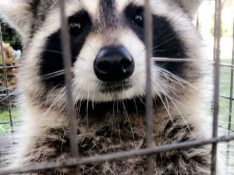 baby-raccoon-in-a-cage-for-protection-charleston-sc