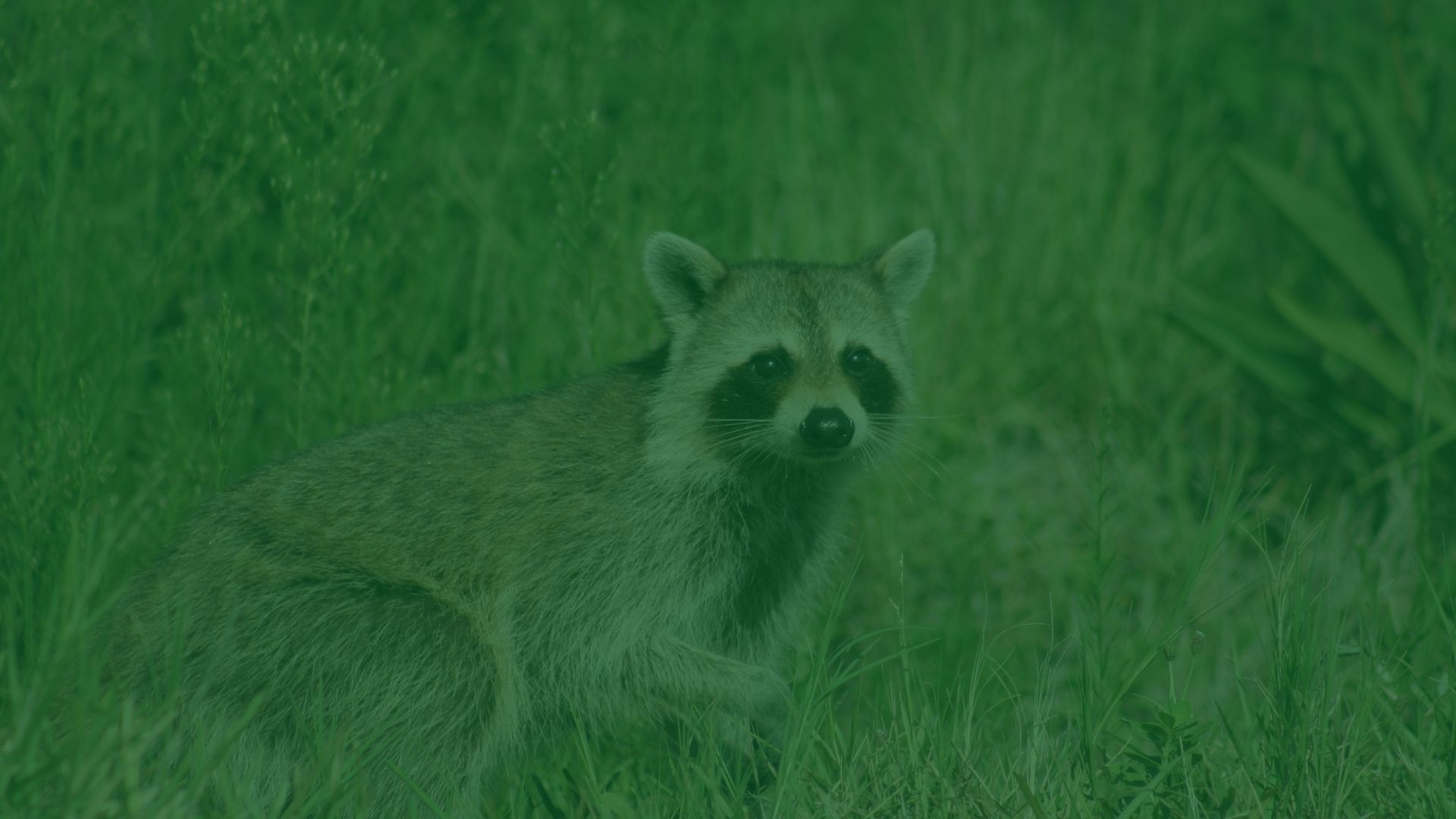raccoon-at-house-yard-close-up-charleston-sc