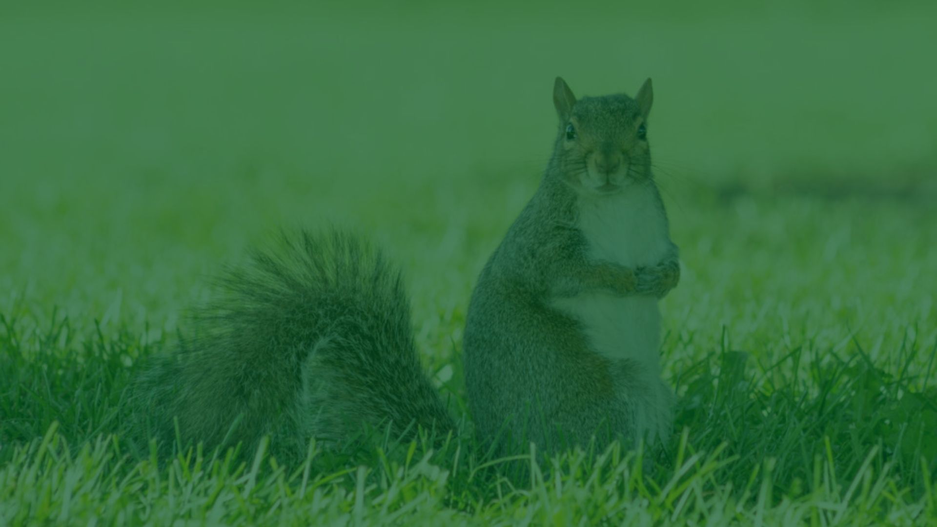squirrel-close-up-standing-at-property-yard-charleston-sc