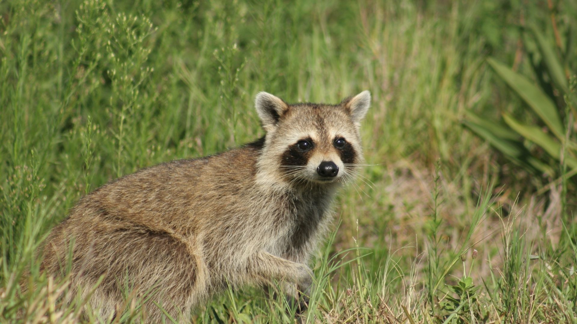 raccoon-close-up-at-property-yard-charleston-sc