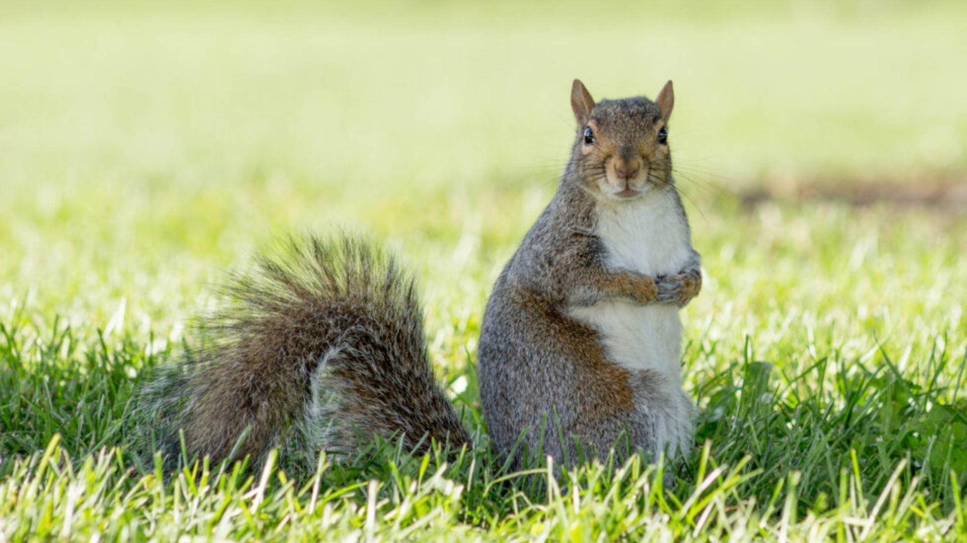 squirrel-close-up-at-house-yard-charleston-sc