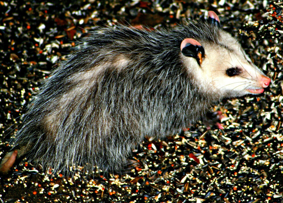 Possum-in-the-back-yard-charleston-sc