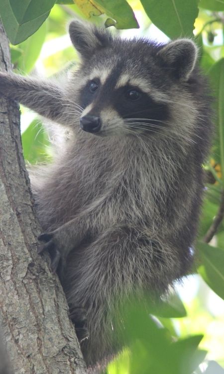 wildlife-raccon-in-the-tree-charleston-sc