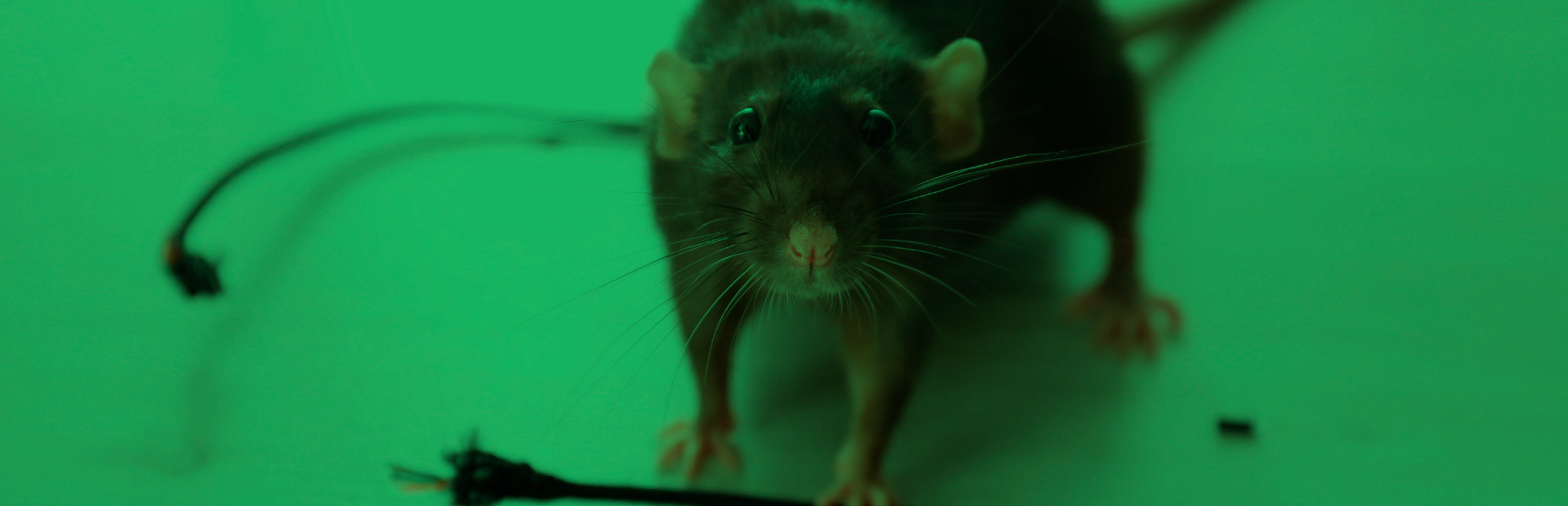 Under an eerie green light, a dark rat looks directly at the camera, surrounded by chewed and broken electrical wires on a flat surface.