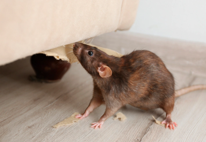A brown rat on a light wood floor chews the fabric on the underside of a beige couch, with torn pieces of fabric scattered on the floor.