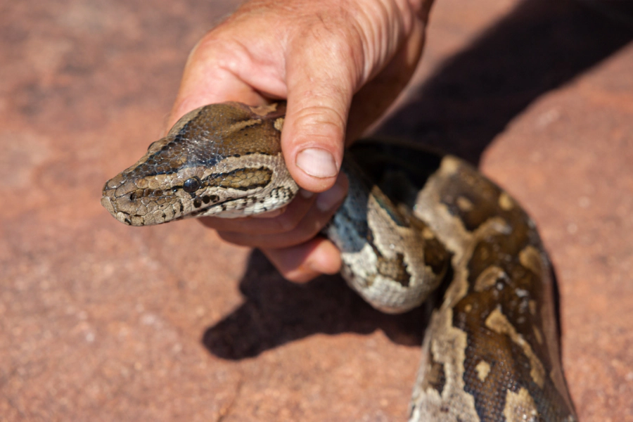 A person's hand securely holds a large, patterned snake just behind its head against a reddish-brown, textured surface.
